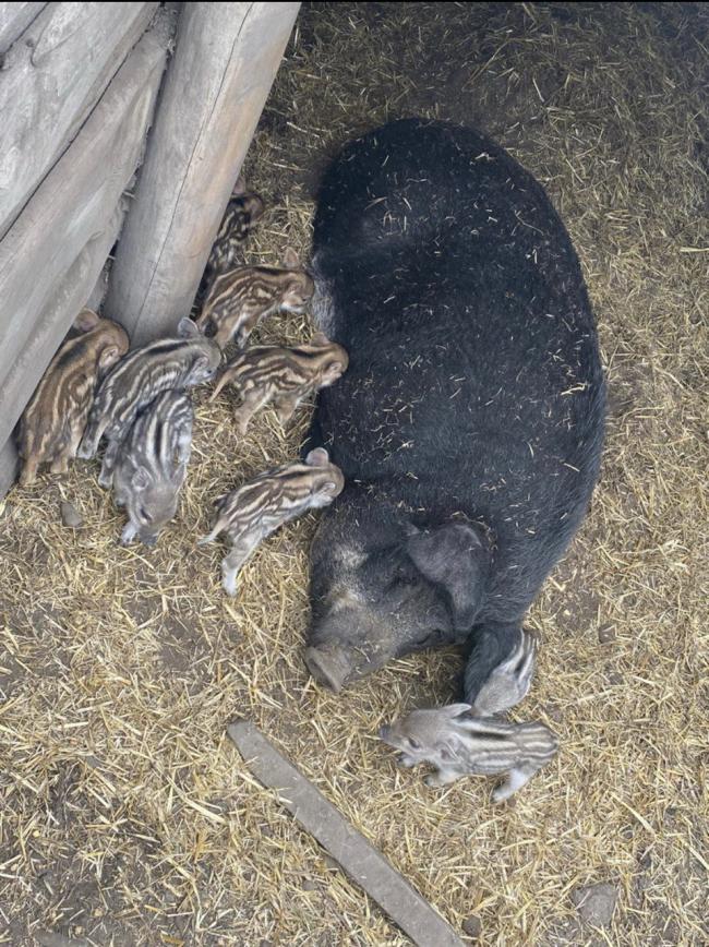 Власне господарство