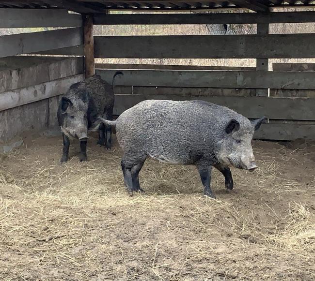 Власне господарство